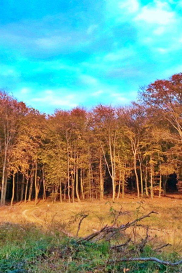 bokodi-lebegofalu-horgaszhaz-latnivalok-2